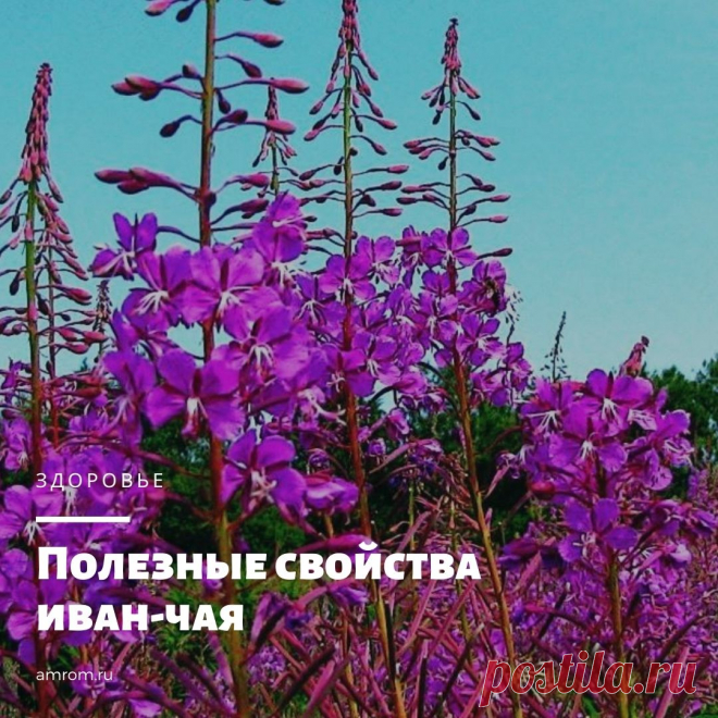Иван-чай, или кипрей узколистный, является очень популярным целебным растением, к использованию которого прибегают народные целители при лечении многих недугов. Его издревле просушивали…