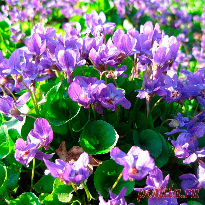 Лекарственное растение Фиалка душистая (Viola odorata). Многолетнее растение высотой 5-10 см, с надземными укореняющимися побегами. Все листья длинночерешковые, в прикорневых розетках, тонко опушенные, с нижней стороны часто блестящие; листовая пластинка сердцевидно-яйцевидная до округло-почковидной; края слабогородчатые. Прилистники яйцевидные, заостренные, обычно цельнокрайние. Цветки с темно-фиолетовым, реже розовым или белым венчиком.