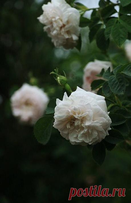 i (388×600)