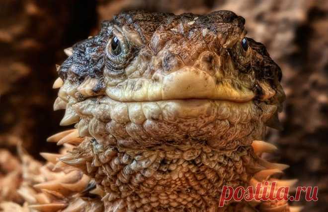 Портреты животных. Часть 1