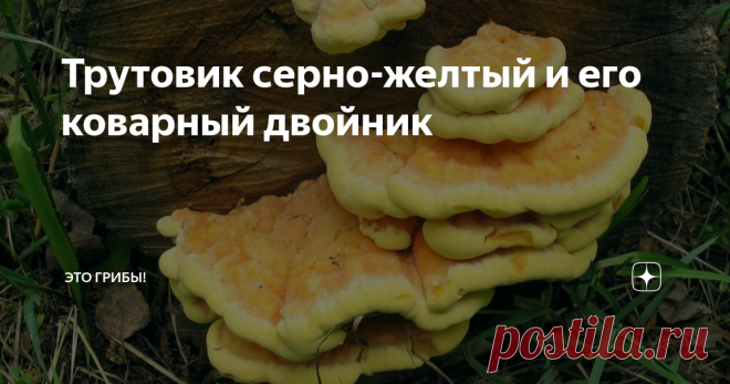 Трутовик серно-желтый и его коварный двойник Наш 