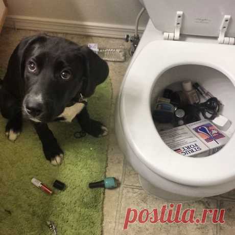 Смешные собаки, которые делают странные вещи. | Чёрт побери