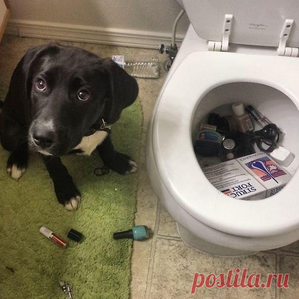 Смешные собаки, которые делают странные вещи. | Чёрт побери