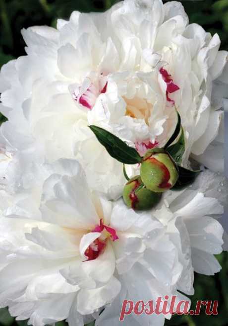 Heirloom Peony