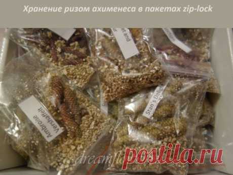 Ахименес: период покоя, хранение ахименесов осенью и зимой.