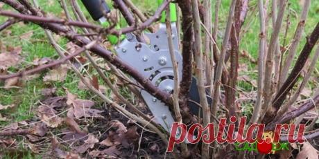 Обрезка черной смородины осенью для начинающих: схема обрезки кустов в картинках | Садоёж