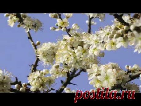 Spring flowers time lapse - YouTube