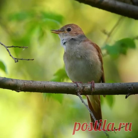 🎶 Как поёт соловей: Волшебство природы в каждом звуке! 🌿