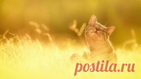 (62) Одноклассники