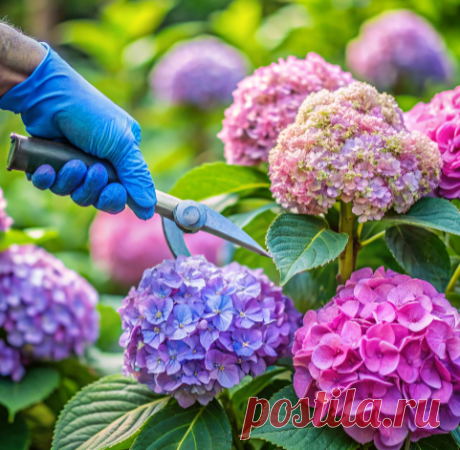 Все нюансы обрезки гортензии
Запоминаем
Гортензии восхищают своей красотой, но чтобы они радовали обильным цветением и долгими годами жизни в саду, важна правильная обрезка. Именно она определяет декоративность кустарника и размеры соцветий. Ошибки в обрезке, особенно у крупнолистных сортов, могут привести к отсутствию цветения. Формирование куста — ключ к его здоровью и эстетическому виду.

Основной период обрезки приходится на весну. Осенью можно лишь удалить отцветшие с...