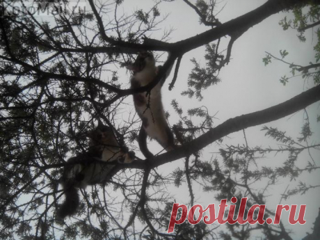 Покорение вершин