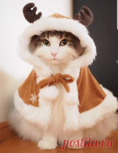 WOA Animal – Google+