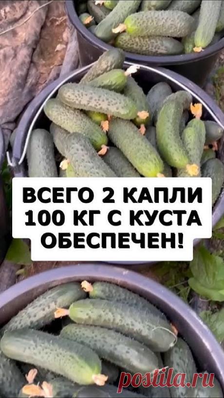 Всего 2 капли и собираю по 100 кг огурцов с куста за сезон #огород #сад #дача #урожай