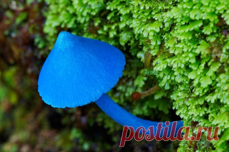 10 самых необычных грибов