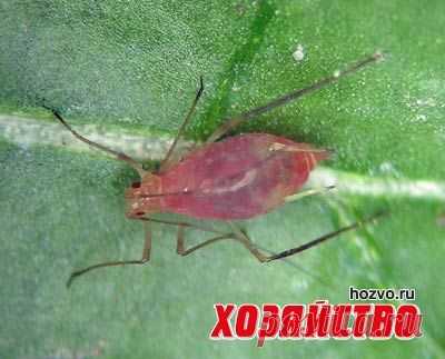 Картофельная тля и как с ней бороться