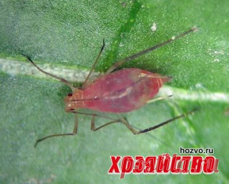 Картофельная тля и как с ней бороться