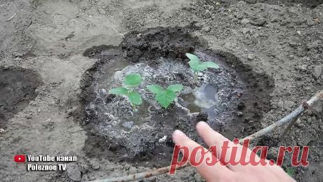 ++++ВИТАМИННАЯ БОМБА ОГУРЦЫ ВМИГ ПОЙДУТ В РОСТ ПРОСТО ПОЛЕЙТЕ ЭТИМ