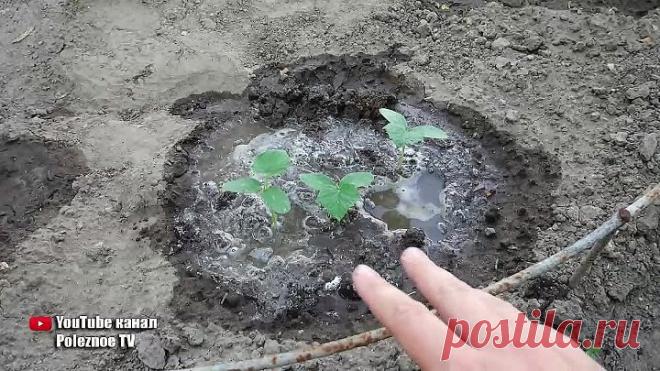 ВИТАМИННАЯ БОМБА ОГУРЦЫ ВМИГ ПОЙДУТ В РОСТ ПРОСТО ПОЛЕЙТЕ ЭТИМ