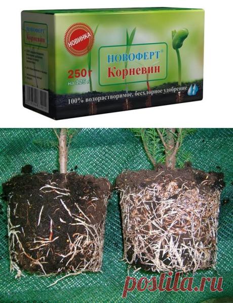 Корневин, инструкция по применению корневина