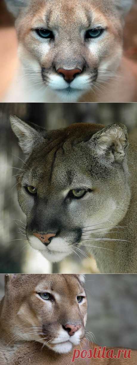 Малоизвестные факты о пуме - Наука и жизнь