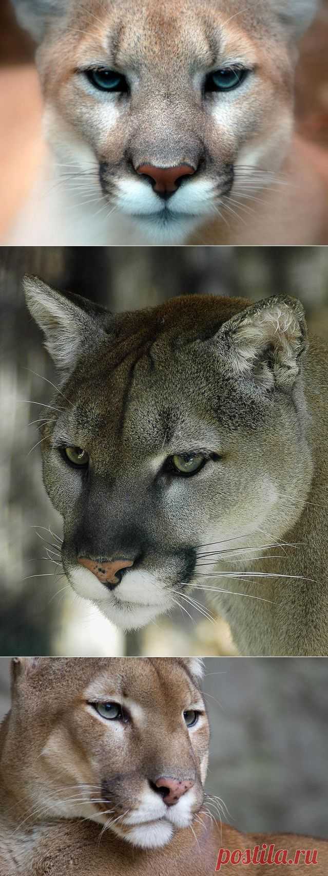 Малоизвестные факты о пуме - Наука и жизнь