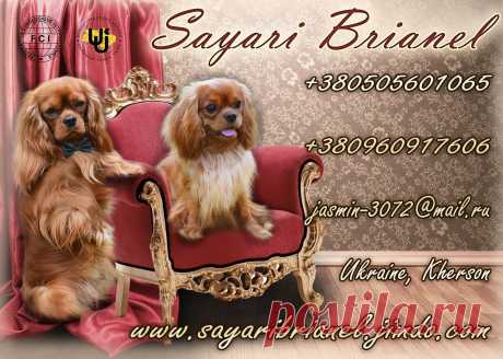 https://sayaribrianel.jimdo.com/
Питомник «Sayari  Brianel» предлагает щенков Кавалер Кинг Чарльз спаниеля редкого рубинового окраса.  В родословной крови собак только сплошных окрасов ( без белых пятен) лучших питомников Европы.  Мама- импорт Германия, папа- импорт Латвия. 
Щенки родились 10.07.15 г. – три девочки и один мальчик и к 2,5 месяцам будут готовы к переезду в новый дом, с документами  КСУ- ФЦИ , вет. паспортом, прививками, чипом и всеми необходимыми сопутствующими документами.