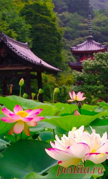 Lotus flowers at Mimuroto-ji Temple in Kyoto, Japan • photo: via Abdoulhamide Mohamadmalik on Flickr
Flickr из Flickr   |  Pinterest • Всемирный каталог идей