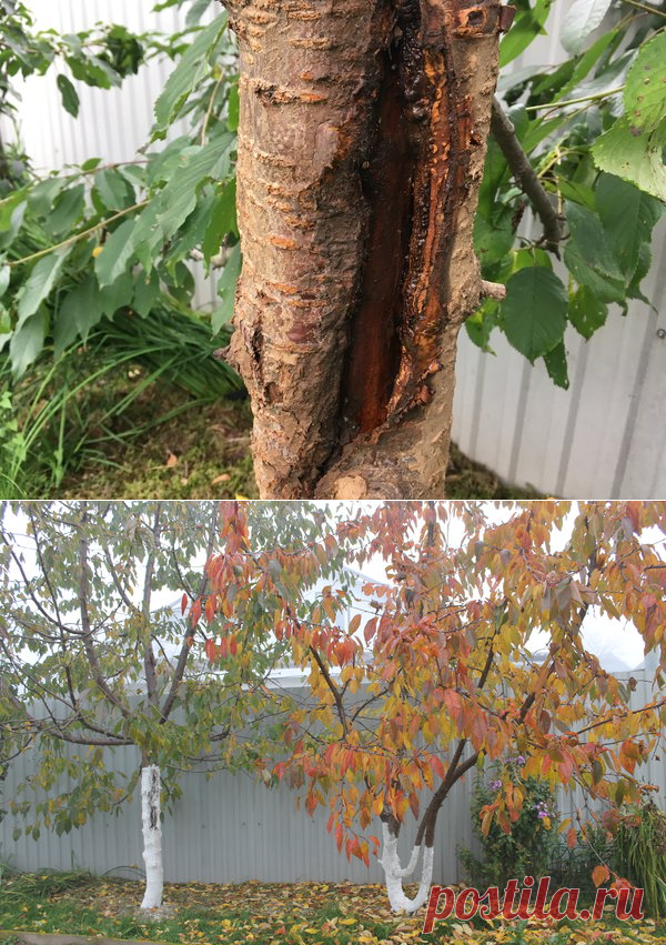 Лопнула кора на дереве (что делать) | Есть время под солнцем | Яндекс Дзен