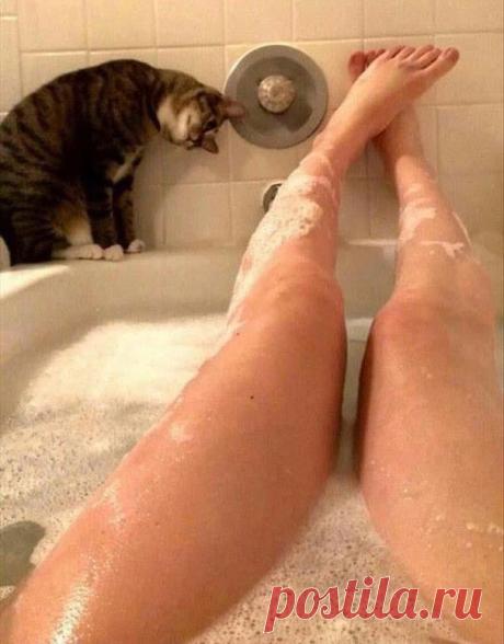 Коты, которые и не подозревают, что у вас есть личное пространство