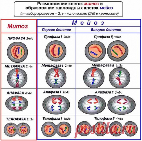 Митоз и мейоз в помощь к сдаче ЕГЭ