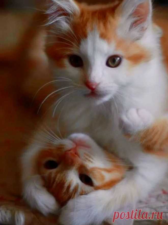 «Red cats Фотографии животных Кошки, Фотографии животных и Кошачий арт» — карточка пользователя Ольга С. в Яндекс.Коллекциях