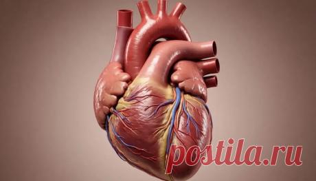 Сердце человека: расположение и строение в кратком обзоре