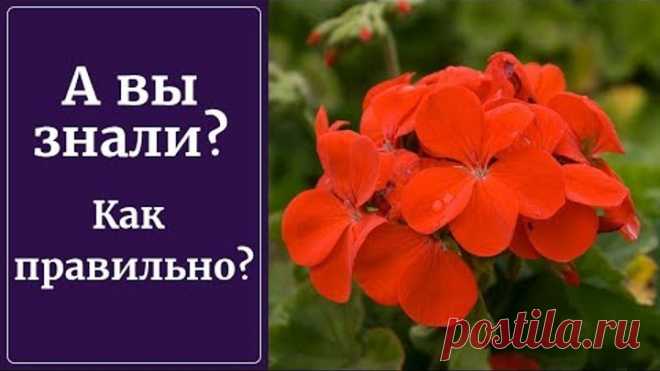 5 правил успешного черенкования герани. Осеннее черенкование пеларгонии