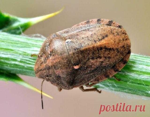 Забавные, но опасные – 10 вредителей, которые 