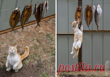 30 веселых фотографий с животными | Уши, лапы, хвост