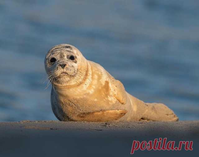 Прекрасные моменты дикой природы через объектив фотографа Дика ван Дёйна