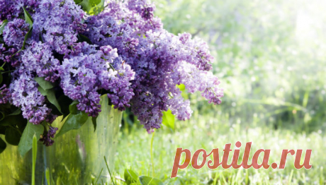 Счастливый пятилистник: как правильно посадить и вырастить сирень на участке