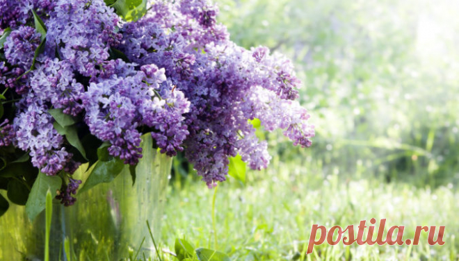 Счастливый пятилистник: как правильно посадить и вырастить сирень на участке