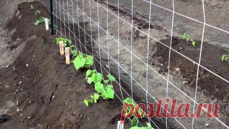 способы посадки огурцов в открытом грунте фото — Яндекс: нашлось 7 тыс. результатов