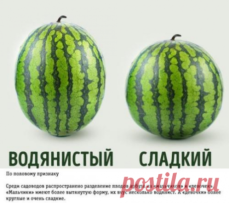 Как правильно выбирать арбуз: трюки от фермера. | Интересные факты