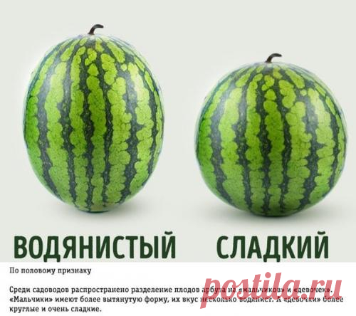 Как правильно выбирать арбуз: трюки от фермера. | Интересные факты