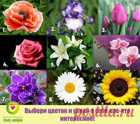 Какая дама не любит цветы? Выбери свой и узнай о себе что-то новое!