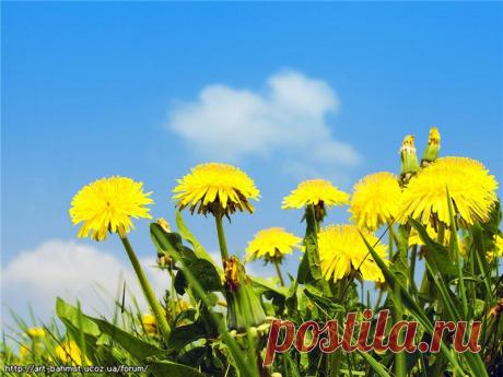 Одуванчик – эликсир жизни. Рецепты приготовления элексира! | Пивна Хата. Украинская кухня по-домашнему! Пивна Хата. Украинская кухня по-домашнему!