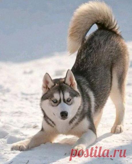 Приложение "Открытки"
Танюль Львенок Независимый