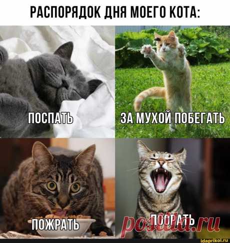 РАСПОРЯДОК ПОСПАТЬ ЗА МУХОЙ ПОБЕГАТЬ ПОЖРАТЬ ПООРАТЬ - ) / АйДаПрикол .)