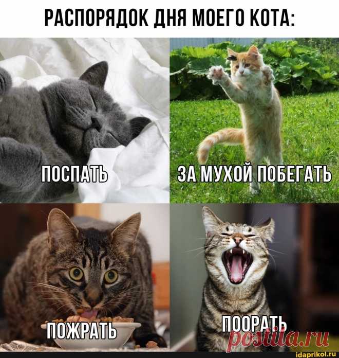 РАСПОРЯДОК ПОСПАТЬ ЗА МУХОЙ ПОБЕГАТЬ ПОЖРАТЬ ПООРАТЬ - ) / АйДаПрикол .)