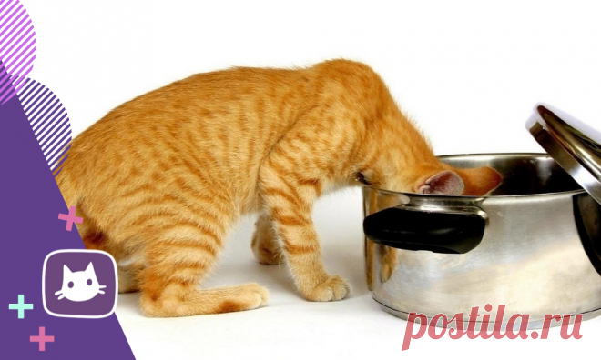 😼Сколько раз в день кормить кота | Нос, хвост, лапы | Яндекс Дзен