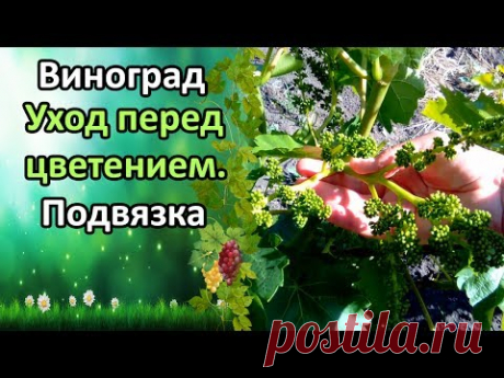 ВИНОГРАД. УХОД ПЕРЕД ЦВЕТЕНИЕМ! ПОДВЯЗКА, ПАСЫНКОВАНИЕ, ОБРАБОТКА.
