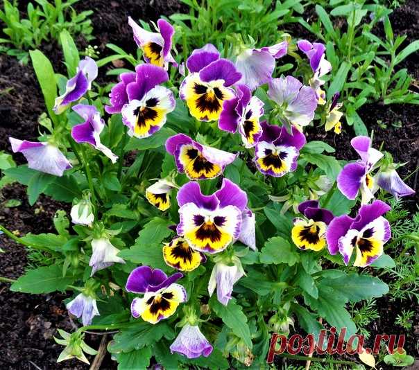Анютины глазки - цветочки-раскраски)))💜💛💚🧡💥