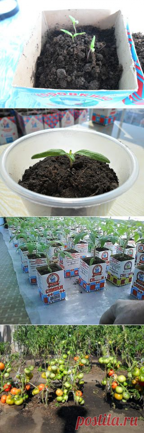 Вкусный Огород: Выращивание рассады помидоров